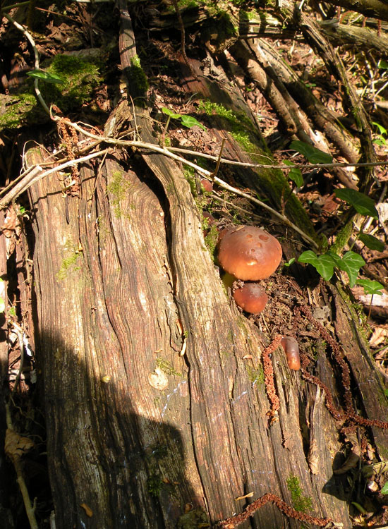 Pensavo fosse un Boletus...